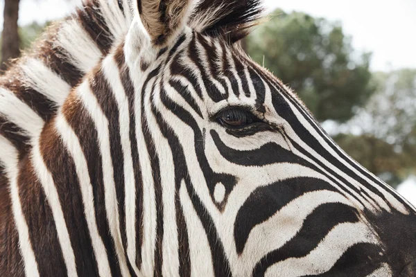 Close-up of an adult zebra in freedom by the African savannah — Stock Photo, Image