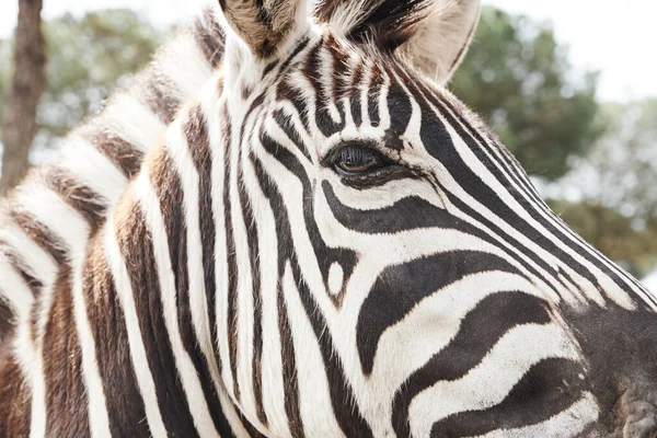 Nahaufnahme eines erwachsenen Zebras in Freiheit in der afrikanischen Savanne — Stockfoto