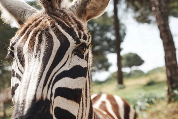 Nahaufnahme eines erwachsenen Zebras in Freiheit in der afrikanischen Savanne — Stockfoto