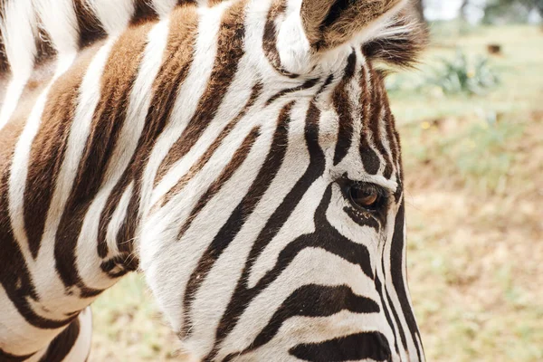 Nahaufnahme eines erwachsenen Zebras in Freiheit in der afrikanischen Savanne — Stockfoto