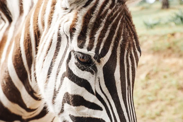 Close-up of an adult zebra in freedom by the African savannah — Stock Photo, Image