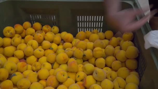 Man Som Plockar Frukt Förgrunden Sin Egen Fruktaffär — Stockvideo