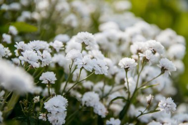 Güneş ışığındaki beyaz çigila çiçeği.