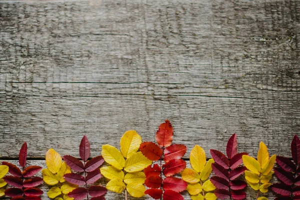 Leaves Red Yellow Row Old Wooden Table Autumn Leaves Located — Stock Photo, Image