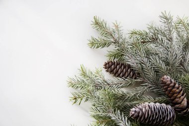 Beyaz arka planda külahları olan buzlu dallar. Yukarıdan görünüşü.