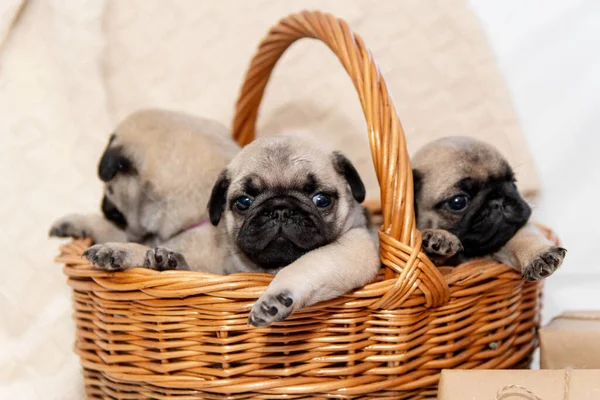 Pug Cachorros Estão Localizados Uma Cesta Vime — Fotografia de Stock