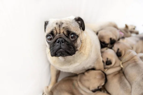 Cachorro Cansado Alimenta Seus Filhotes Com Leite — Fotografia de Stock