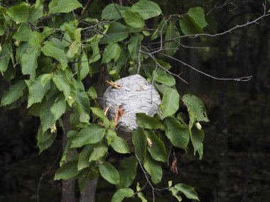 Ağaç dalından sarkan büyük eşek yuvası