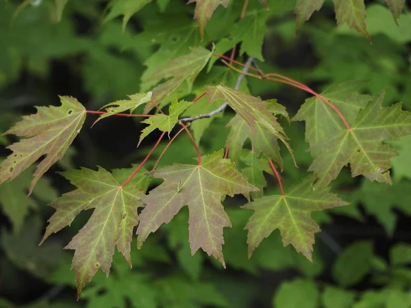 Maple leaves beginning to change color in early autumn. Blur background. — Stock Photo, Image