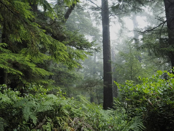 Ruta del paseo marítimo a través de la selva tropical del Parque Nacional Pacific Rim, Isla Vancouver, Columbia Británica, Canadá —  Fotos de Stock