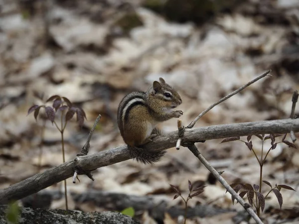 Eastern Chipmunk on a fallen branch with brown leaves in the background, copy space