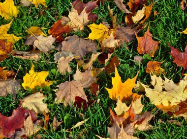 Altın, Sarı, Kırmızı ve Kahverengi Sonbahar Yaprakları Yeşil Çimenli