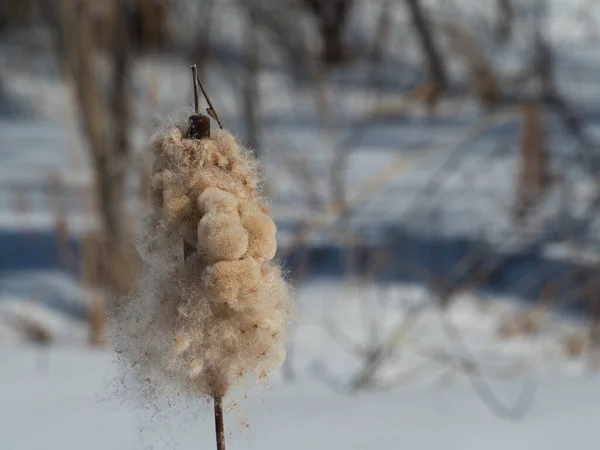 Большой Cattail или Bulrush в болоте, семена готовы дуть в зимний ветер — стоковое фото