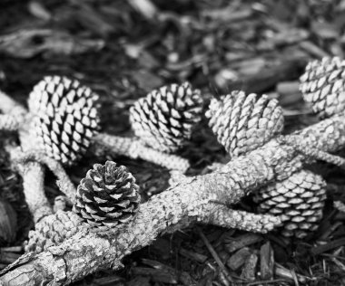 Siyah ve Beyaz 'da Çam kozalakları