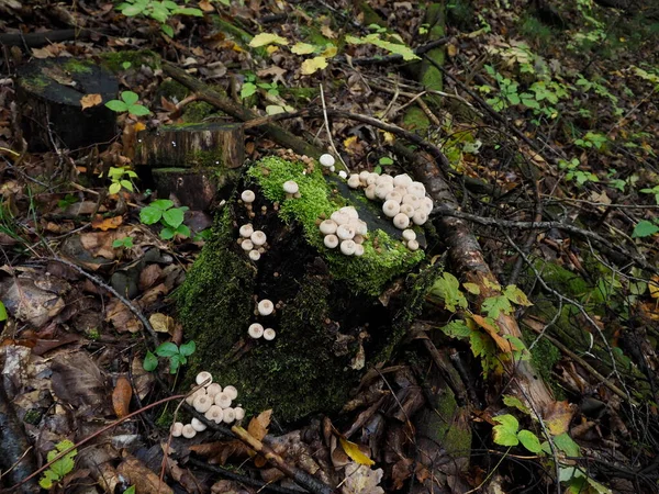 숲의 오래 된 그루터기에서 자라는 나무썩은 버섯과 이끼 더미 — 스톡 사진