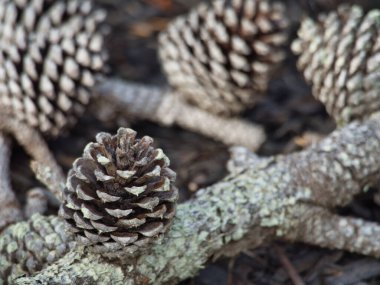 Bir şubedeki Pinecones 'a yakın çekim