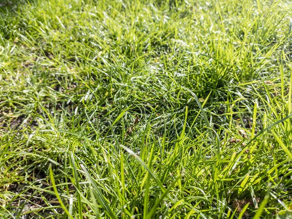 Sunny macro on green grass field texture background. Meadow fresh close view on spring day