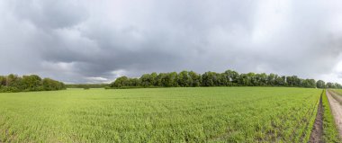 Yeşil buğday tarlası manzarası dramatik gri bulutlu gökyüzünün altında parlak güneş ışığı altında. Tarım alanında yetişen genç ekinler. Muhteşem gökkuşağıyla bahar yağmurlu günlerinde gerçek dışı çayırlar.