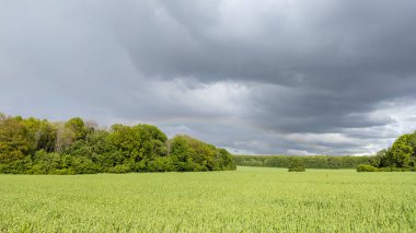 Dramatik gri bulutlu kırsal gökyüzü manzarasının altında yeşil buğday tarlası. Tarım alanında yetişen genç ekinler. Renkli gökkuşağıyla bahar yağmurlu bir günde gerçek dışı çayır
