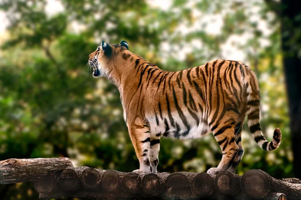 Tygr Černými Pruhy Stojí Řve Pohled Plné Velikosti Rozmazaným Přírodním — Stock fotografie