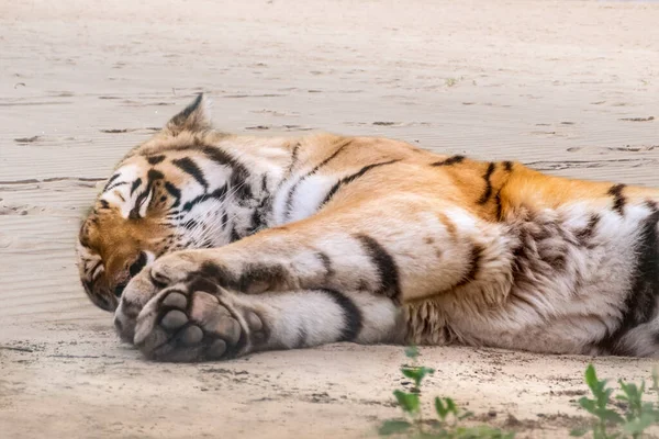 Fekete Csíkos Tigris Békésen Alszik Homokon Szoros Kilátás Homályos Természeti — Stock Fotó