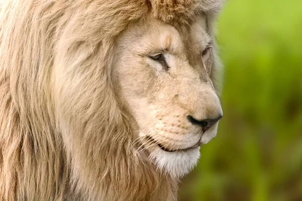 White Lion Powerful Portrait Profile Looks Right Isolated Close Green — Stock Photo, Image