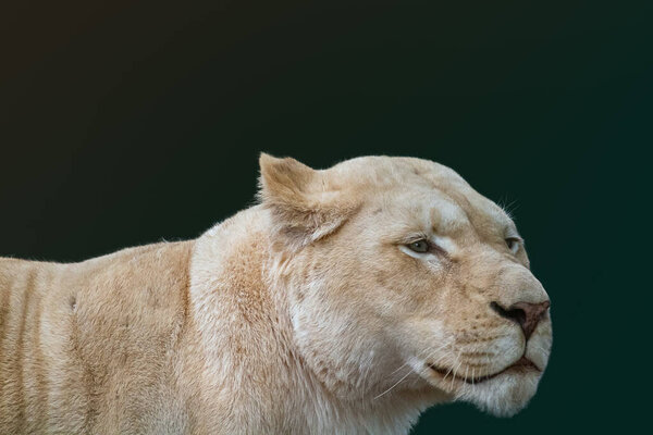 White lion female lionesses portrait, profile, looking right isolated close-up with dark green background. Wild animals, big cat