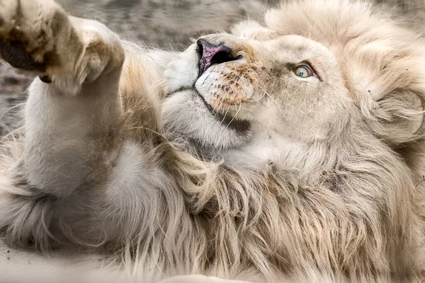 Bílý Lev Hravé Náladě Zblízka Život Divokých Zvířat — Stock fotografie