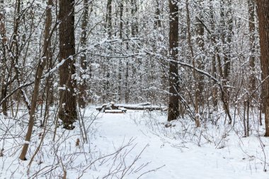 Kar doğası ormanları beyaz güneşli kış günlerinde manzara sunar. Hafif ve parlak kar, soğuk zaman.