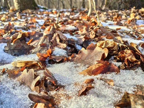 Schmelzen Funkelt Frühlingsschnee Auf Braunen Blättern Wald Sonnigen Tagen Leichte — Stockfoto