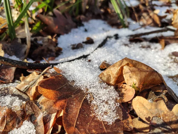 Schmelzen Funkelt Frühlingsschnee Auf Braunen Blättern Wald Sonnigen Tagen Leichte — Stockfoto