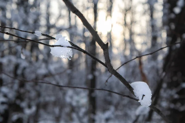 Smältande Gnistrande Vårtid Snö Trädgren Närbild Kväll Varm Solnedgång Sol — Stockfoto