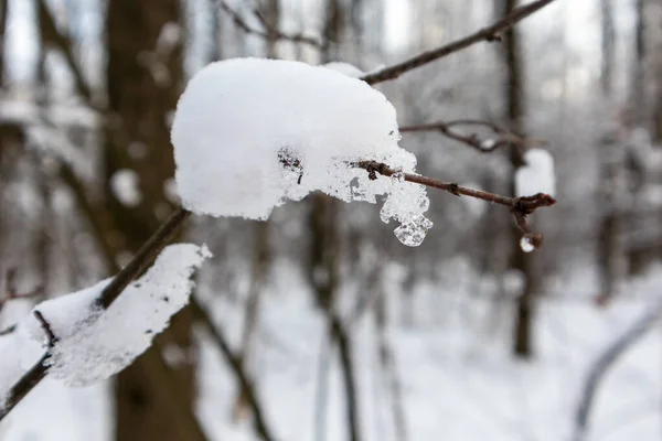 Smeltende Sprankelende Lente Tijd Sneeuw Boomtak Close Avond Warme Zonsondergang — Stockfoto