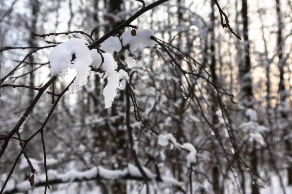 Smeltende Sprankelende Lente Tijd Sneeuw Boomtak Close Avond Warme Zonsondergang — Stockfoto