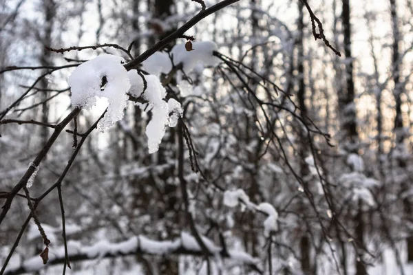 Smältande Gnistrande Vårtid Snö Trädgren Närbild Kväll Varm Solnedgång Sol — Stockfoto