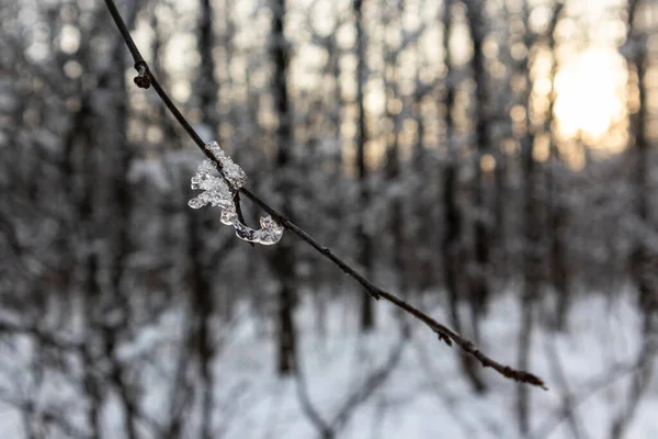 Melting Sparkling Spring Time Snow Tree Branch Close Evening Warm — Stock Photo, Image