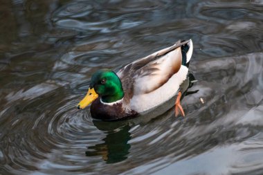 Güzel yaban ördeği kafalı erkek ördek ördek kuşu. Sarı gagalı, parlak göl suyunda yüzüyor. Hayvan huzurlu vahşi yaşam izliyor