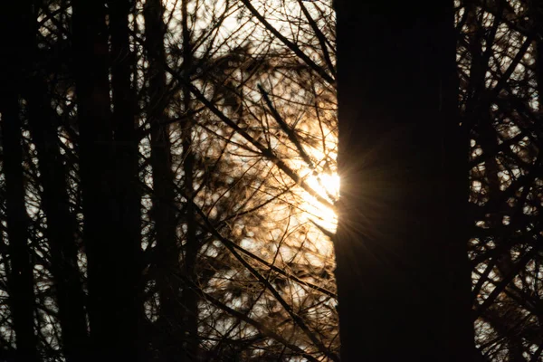 Закат Прямое Солнце Контрастирует Свет Через Лес Меховых Деревьев Черный — стоковое фото