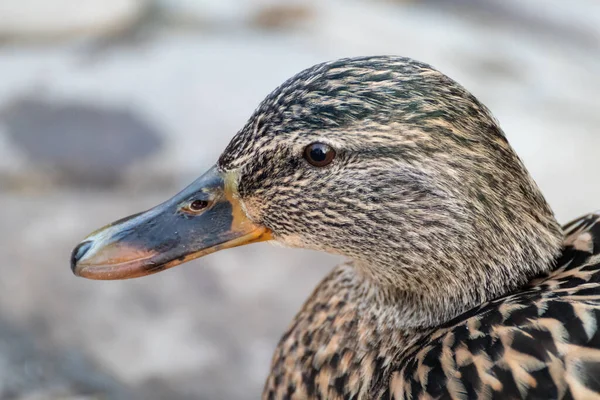 Beau Colvert Marron Femelle Canard Oiseau Avec Bec Orange Gros — Photo