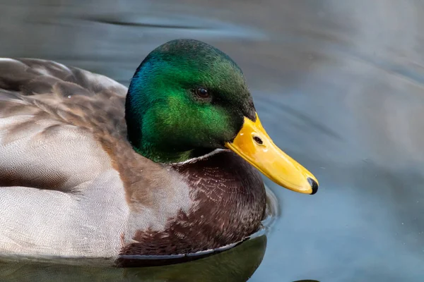 Beau Colvert Émeraude Tête Mâle Canard Drake Oiseau Avec Bec — Photo