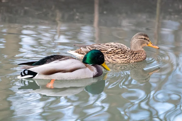 Beautiful mallard emerald green drake male and dappled brown female hen duck bird swimming glare lake water in spring time. Animal peaceful wildlife watching