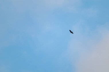 Parlak mavi gökyüzü ve uzaktan uçan tek bir siyah kuzgun. Hafif bulutlar, uçma özgürlüğü