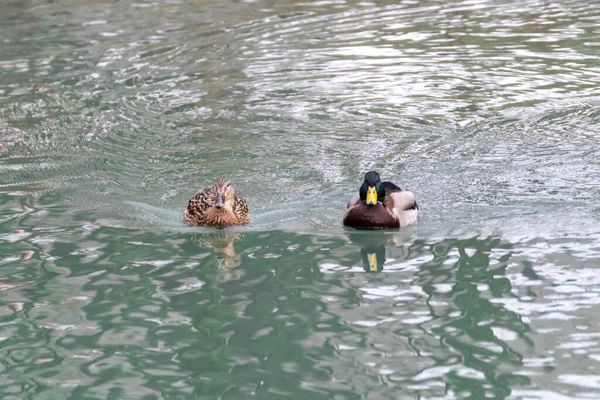 Beautiful mallard emerald green drake male and dappled brown female hen duck bird swimming glare lake water in spring time. Animal peaceful wildlife watching