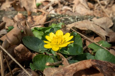 Sarı, küçük, vahşi bahar çiçekleri ormandaki doğa makrosu. Güzel, romantik bir bahar fotoğrafı. Vahşi doğayı yakından çek.