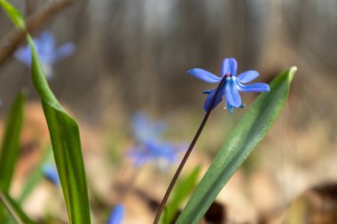 Mavi scilla yaban taneleri ilkbahar çiçekleri ormandaki doğa makrosu. Güzel, romantik bir bahar fotoğrafı. Vahşi doğayı yakından çek.