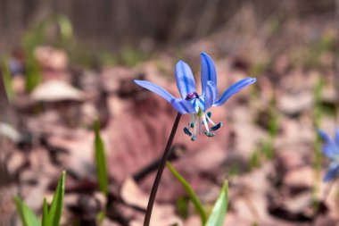 Mavi scilla yaban taneleri ilkbahar çiçekleri ormandaki doğa makrosu. Güzel, romantik bir bahar fotoğrafı. Vahşi doğayı yakından çek.