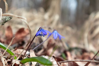 Mavi scilla yaban taneleri ilkbahar çiçekleri ormandaki doğa makrosu. Güzel, romantik bir bahar fotoğrafı. Vahşi doğayı yakından çek.