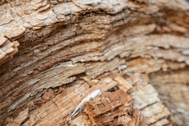 Ağaç parçalanmış cips makrosu ahşap dokuyu kapatır. Kahverengi, doğal malzemeler, makro, eski ahşap inşaat endüstrisi.