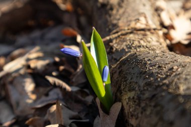 Mavi scilla yabani kar damlaları tomurcukları burgeon bahar çiçekleri ormandaki doğa makrosu. Güzel, romantik bir bahar fotoğrafı. Vahşi doğayı yakından çek.