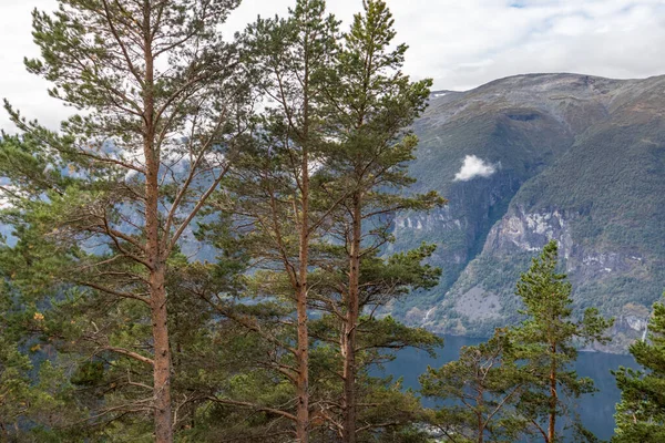 Pinheiros Vista Ponto Vista Stegastein Noruega Aurlandsfjord Fiorde Natureza Montanhas — Fotografia de Stock